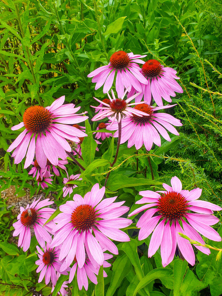 Ingredient Spotlight: Organic Echinacea Purpurea (Leaves)