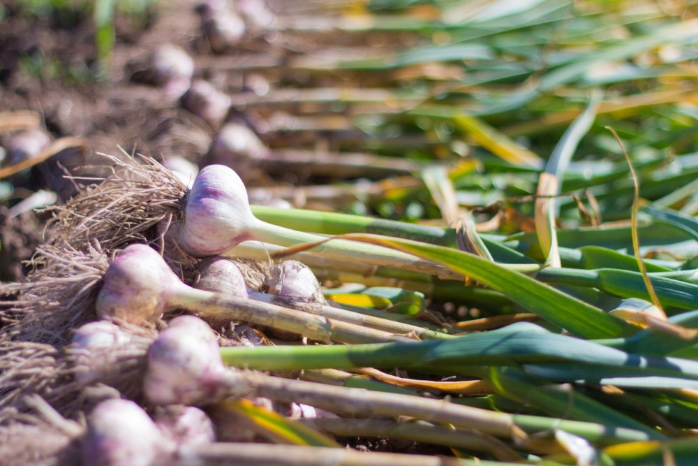 Ingredient Spotlight: Garlic