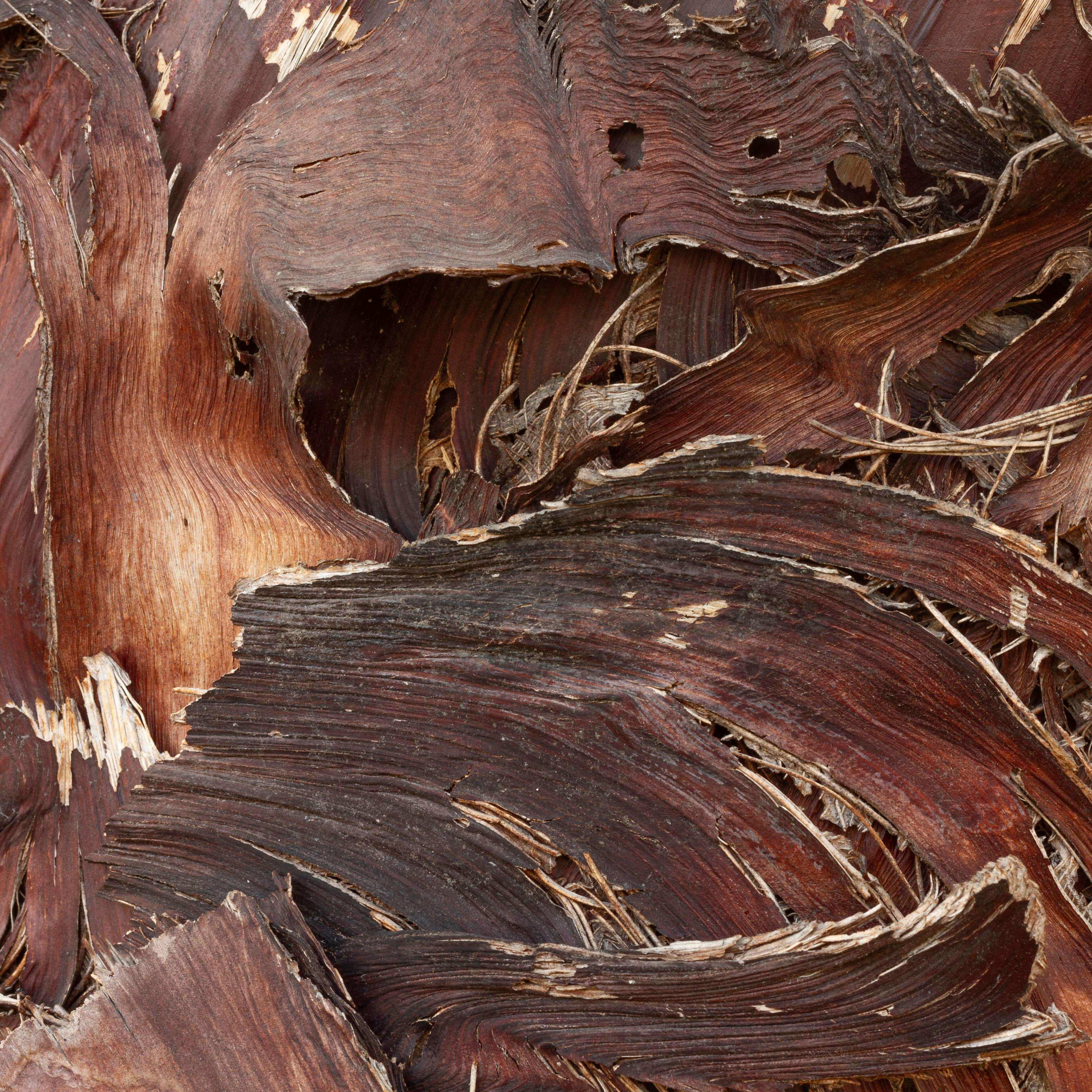 Ingredient Spotlight: Organic Wild Cherry Bark
