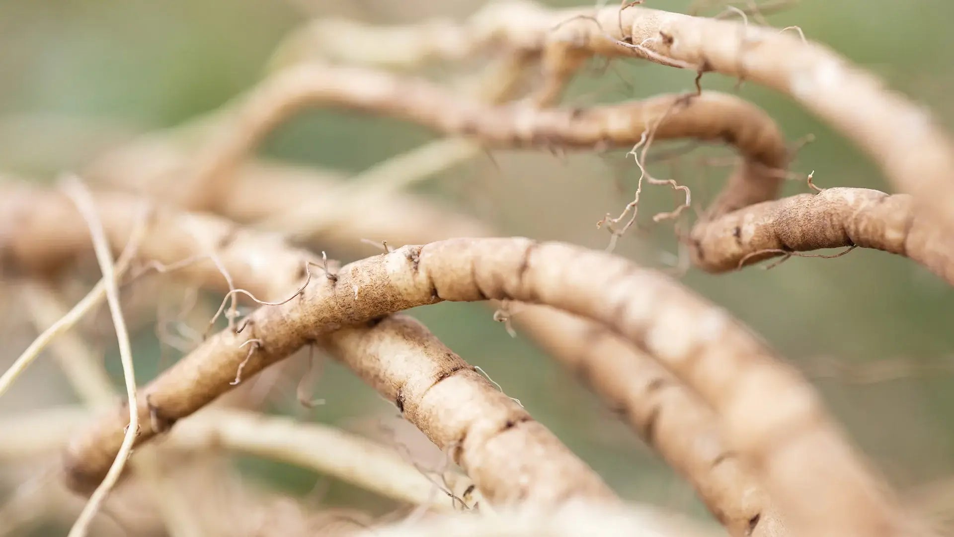 Ingredient Spotlight: Organic Marshmallow Root