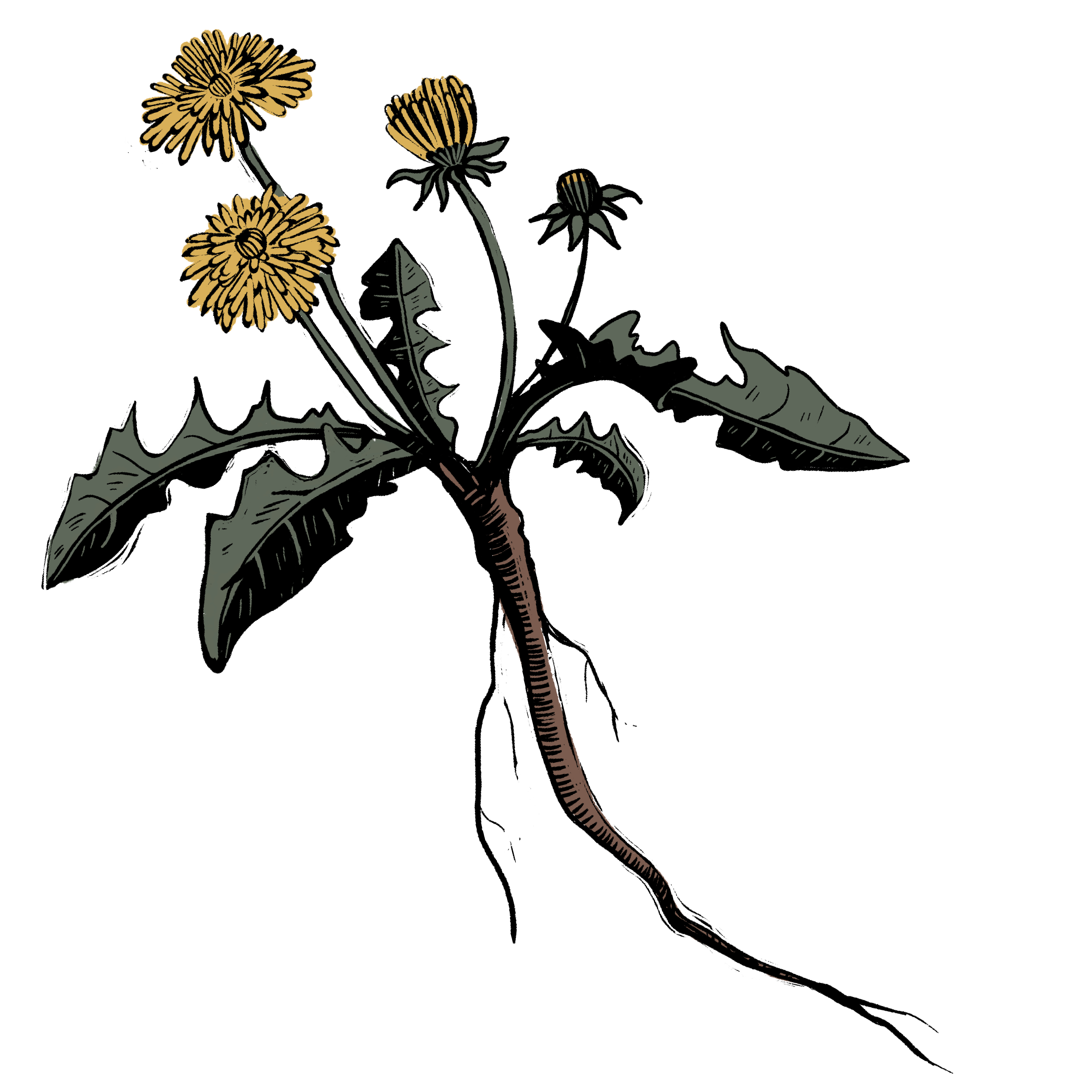 Dandelion.png