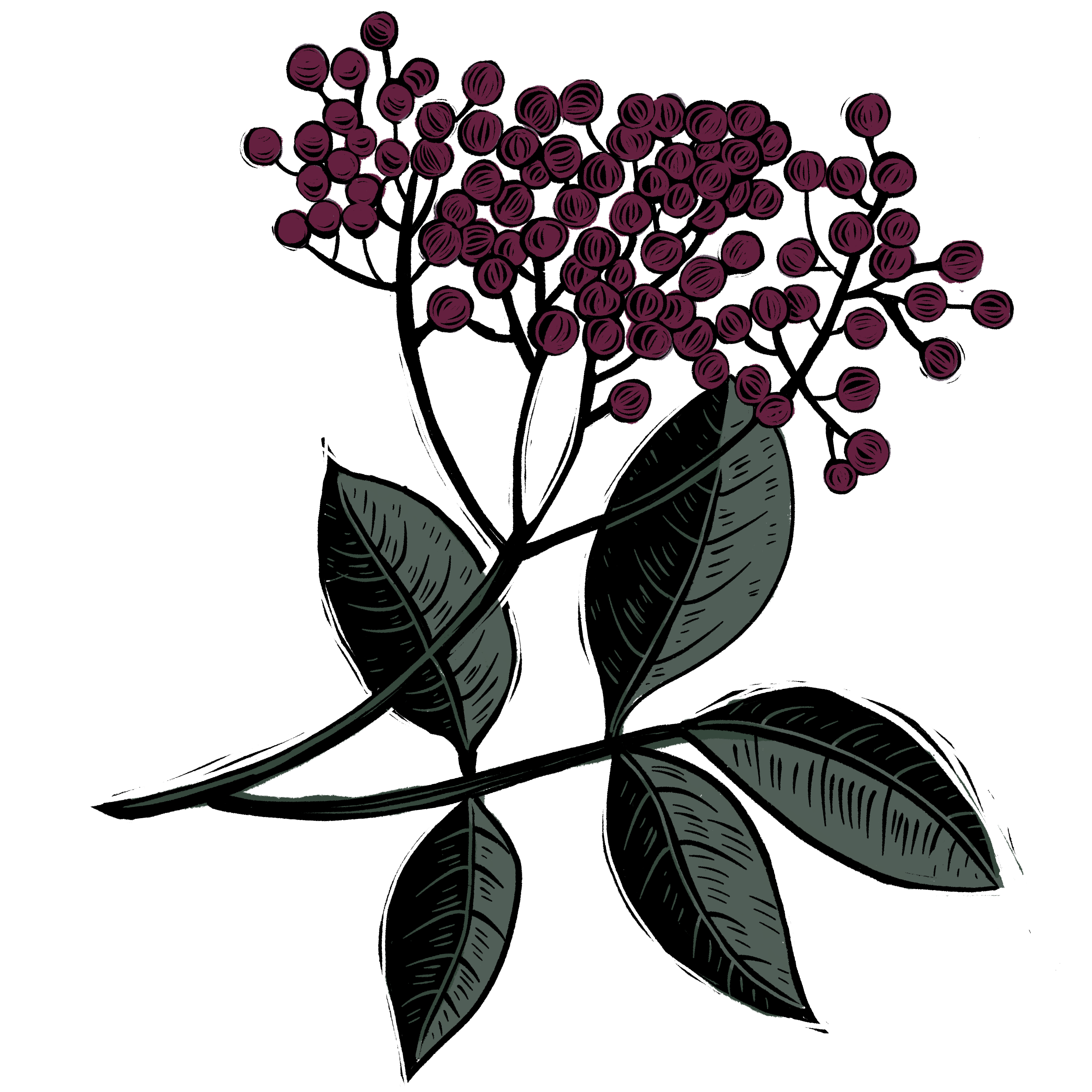 Elderberry.png