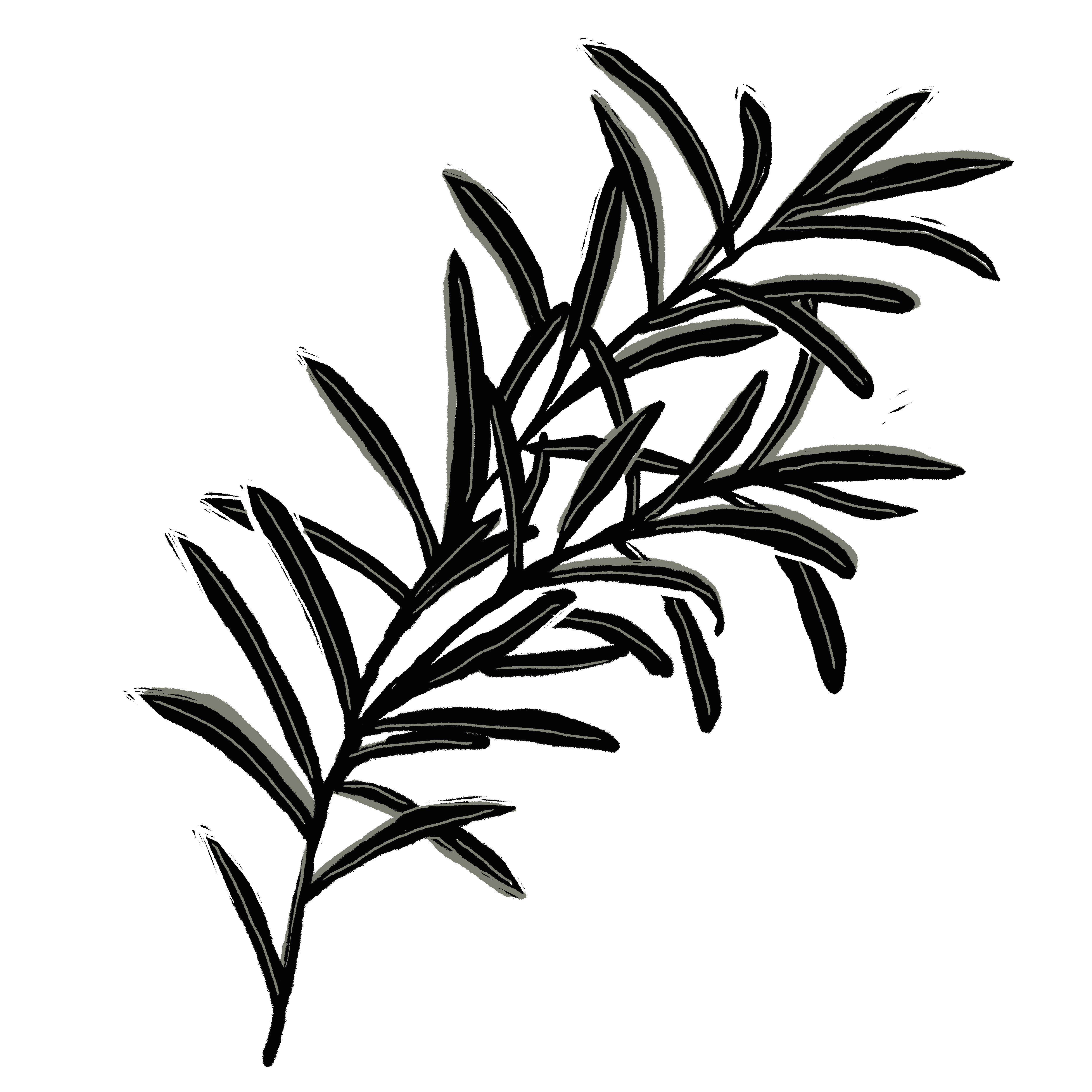 Rosemary_a7f58e8d-dfa4-4b06-bb55-b74b278f6728.png