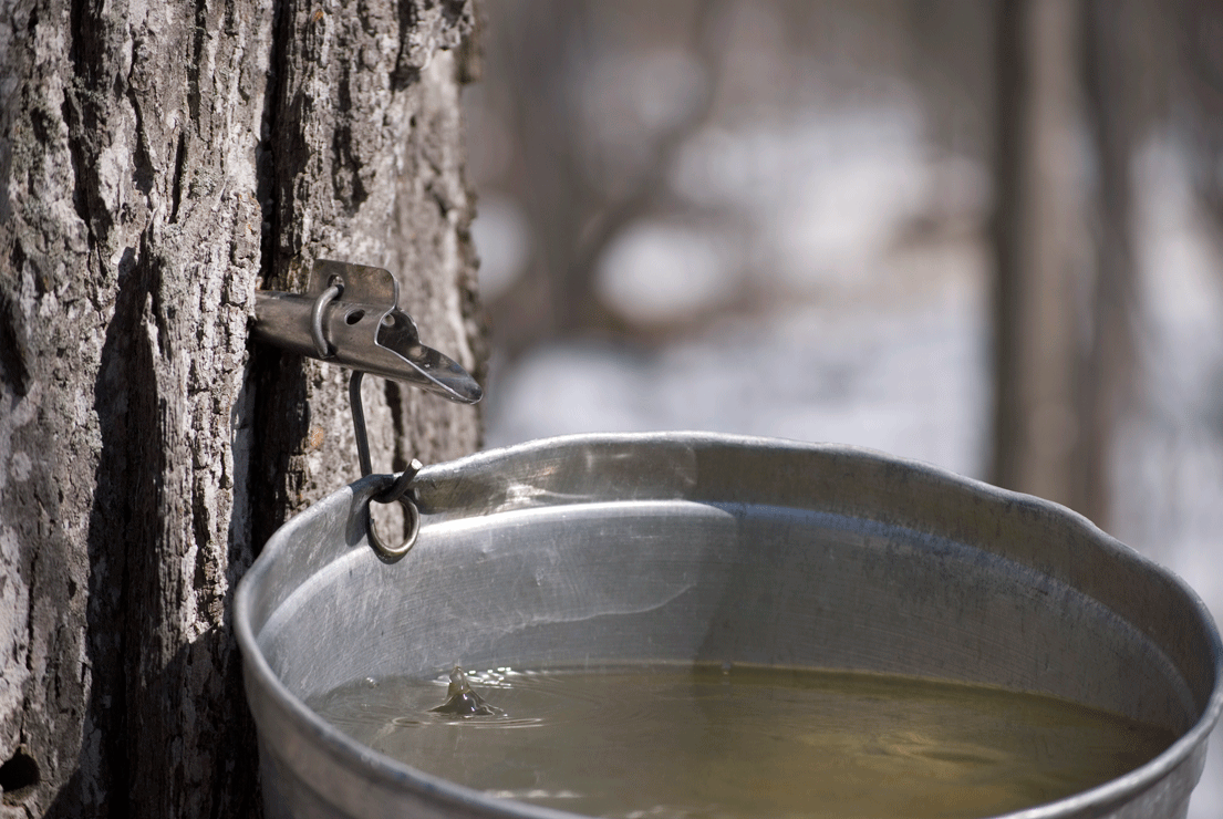 Maple Syrup